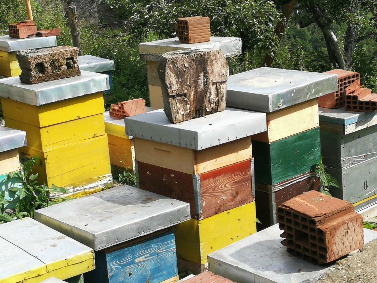 Eco Village Jasavic プラヴ エクステリア 写真